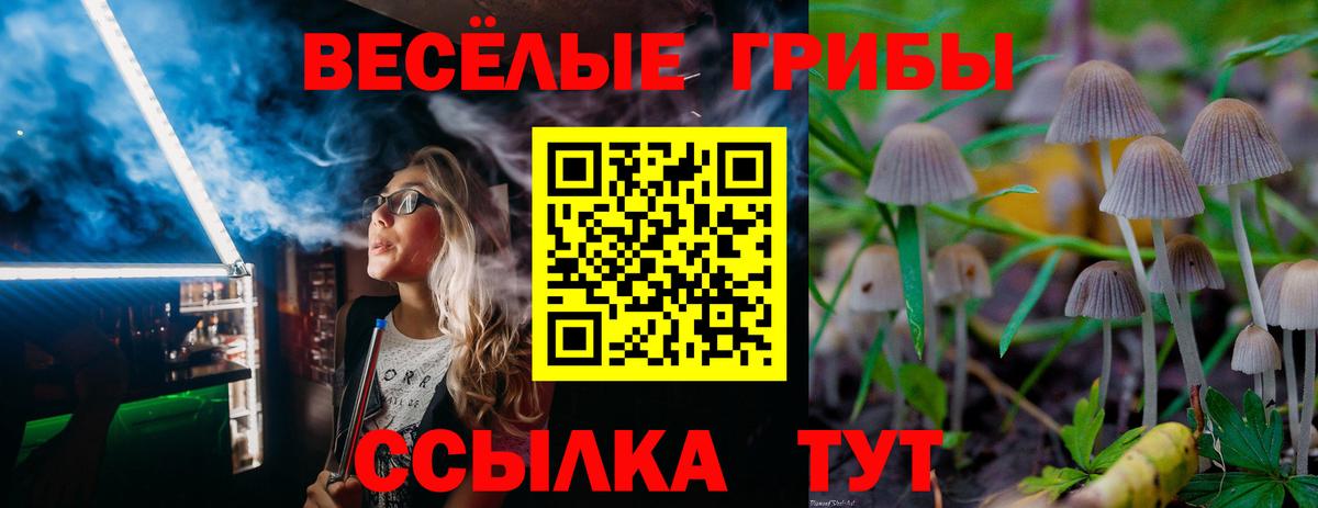 Псилоцибиновые грибы Psilocybe Вичуга